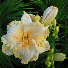 Лилейник гибридный Энчантед Форест