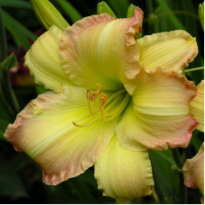 Лилейник гибридный Биг Смайл