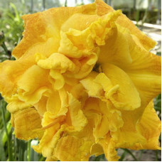 Лилейник гибридный Динамик Дуо