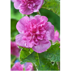 Мальва Парк Ронделл (лесная)