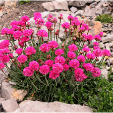 Армерия приморская Дюссельдорфер Штольц