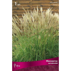 Мискантус китайский