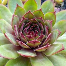 Молодило Алладин