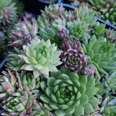 Молодило горное 