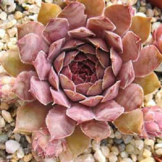 Молодило Липар