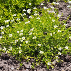 Мшанка шиловидная Грим Мосс 