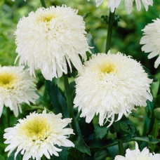 Нивяник великолепный Фиона Гогхилл