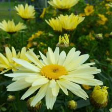 Нивяник великолепный Бродвей Лайтс 