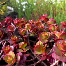 Очиток (Седум) ложный Пурпуреум Винтер 