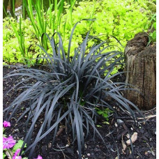 Офиопогон плоскострелый Нигер 