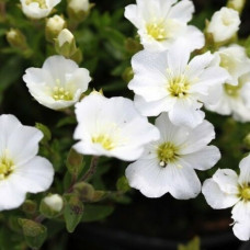 Песчанка горная Близард Компакт 