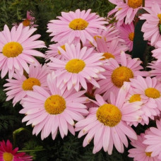 Пиретрум красный Робинсон Гиант Роуз 