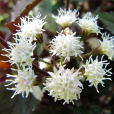 Посконник морщинистый Чоколит