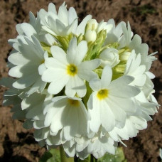 Примула мелкозубчатая Альба