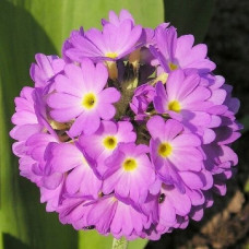 Примула мелкозубчатая Пинк