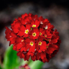 Примула мелкозубчатая Ред 