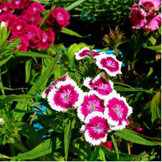 Рассада Гвоздика турецкая