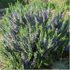 Розмарин лекарственный Таскан Блю