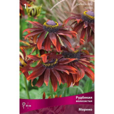 Рудбекия волосистая Морено 