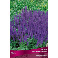 Сальвия дубравная(Шалфей) Блаукенигин 