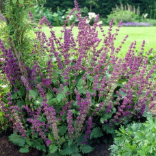 Сальвия мутовчатая Пёпл Рейн