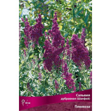 Сальвия дубравная(Шалфей) Плюмоза 