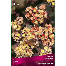 Седум гибридный Йеллоу Ксенокс