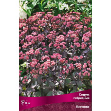 Седум гибридный Ксенокс