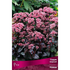 Седум видный Новем