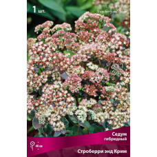 Седум гибридный Строберри энд Крим