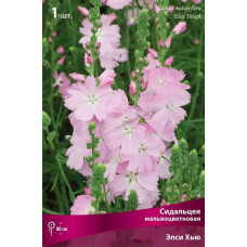 Сидальцея мальвоцветковая Элси Хью 