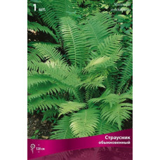 Страусник обыкновынный 