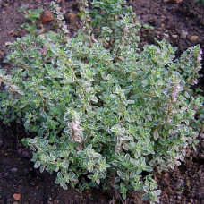 Тимьян лимоннопахнущий Сильвер Квин 