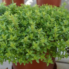 Тимьян лимоннопахнущий Голди