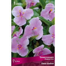 Традесканция Андерсона Пинк Шабли