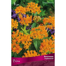 Ваточник клубневой 