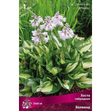 Хоста гибридная Велвинд