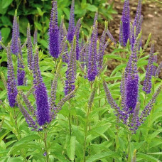 Вероника длиннолистная Блауризин