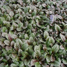Живучка ползучая Атропурпуреа