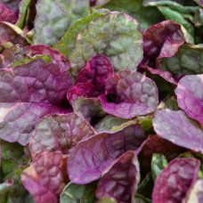 Живучка ползучая Шуга Плам