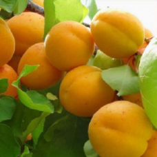 Абрикос Погремок