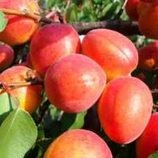 Абрикос Сын Краснощекого