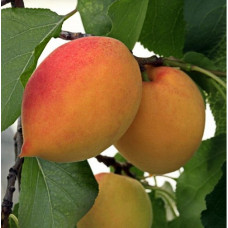 Абрикос Академик 