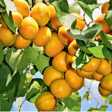 Абрикос Брянский ранний