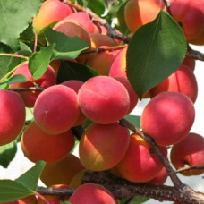 Абрикос Саратовский Рубин