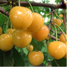 Черешня Брянская Желтая