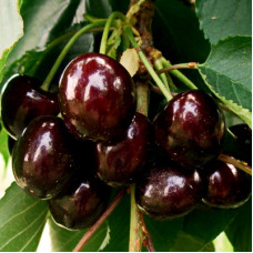 Черешня Орловская фея