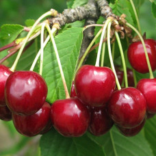 Черешня Гронкавая 