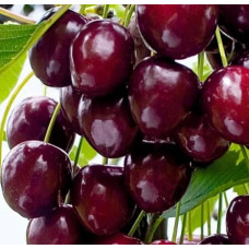 Черешня Радица 