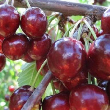 Черешня Синявская 